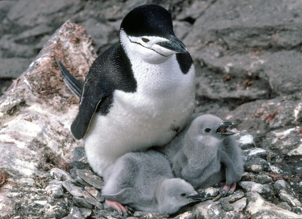 Adelie penguin